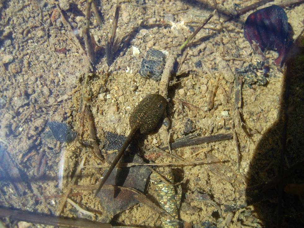 Ovatura e girini di...Rana dalmatina? temporaria? R. temporaria